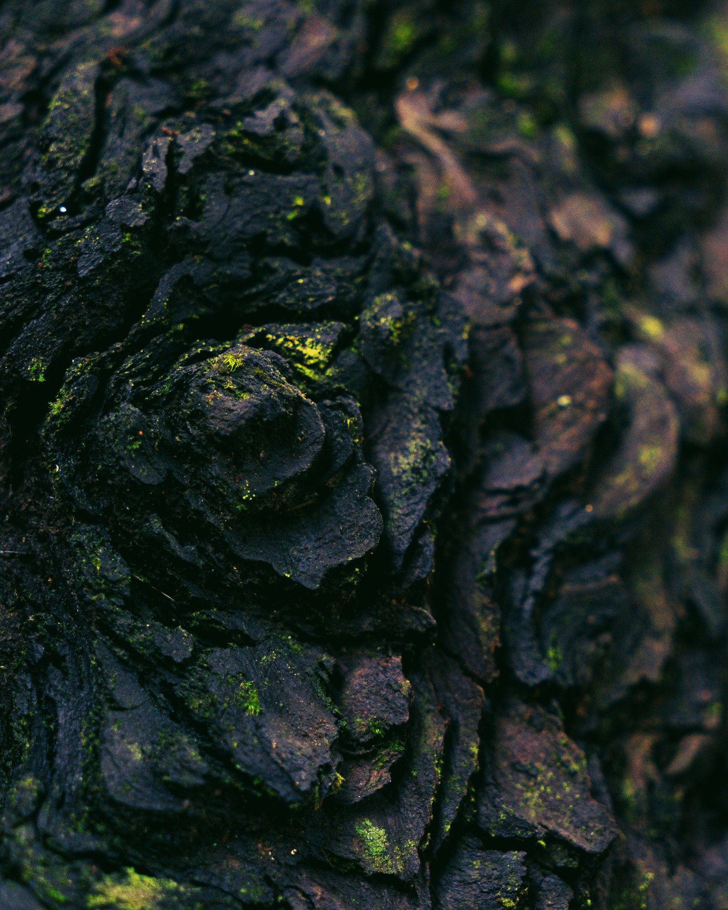 01_17_26 - Redwoods Walk (Bark Texture)