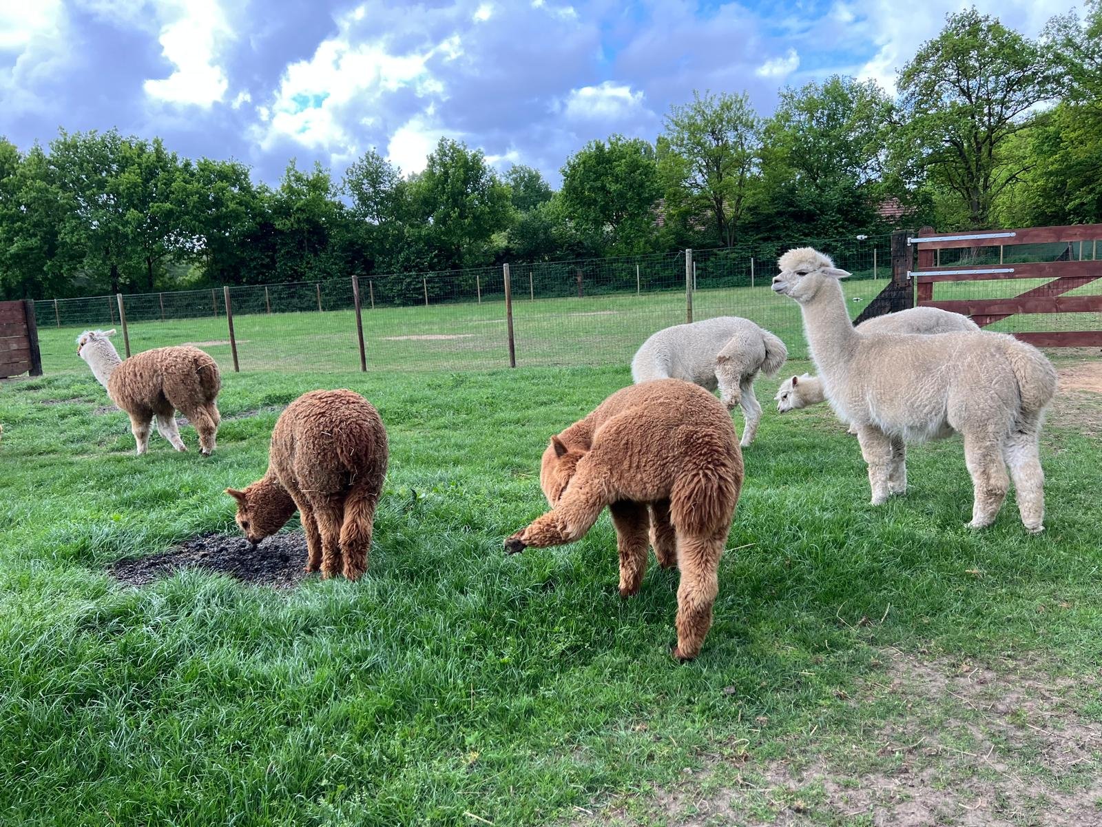 alpaca.jpg