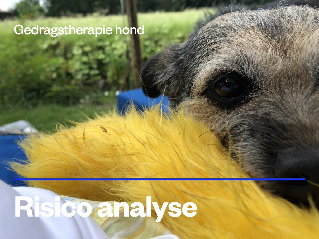 Risico analyse hond.jpeg