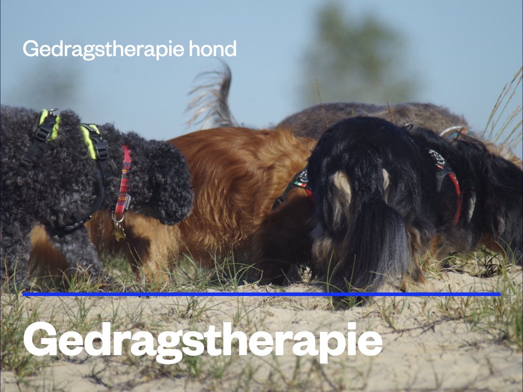 Gedragstherapie hond.jpeg