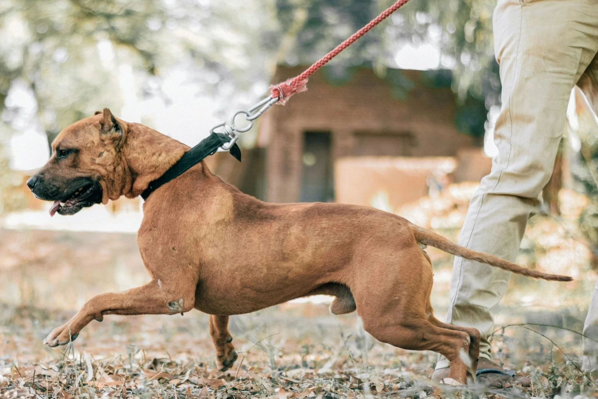 Een hond met zijn tanden zichtbaar trekt hard aan de lijn lijf is gespannen