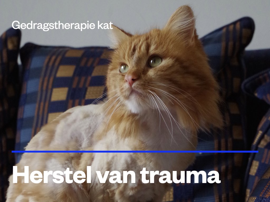 Trauma herstel kat.jpeg