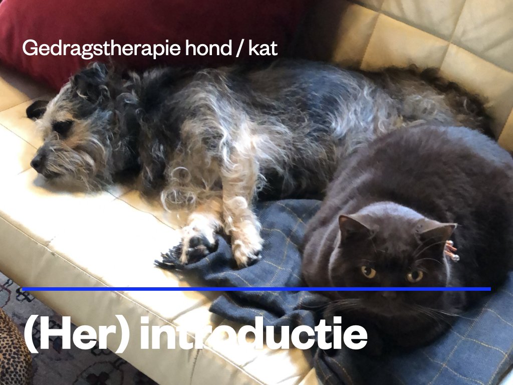 (her)introductie hond kat.jpeg