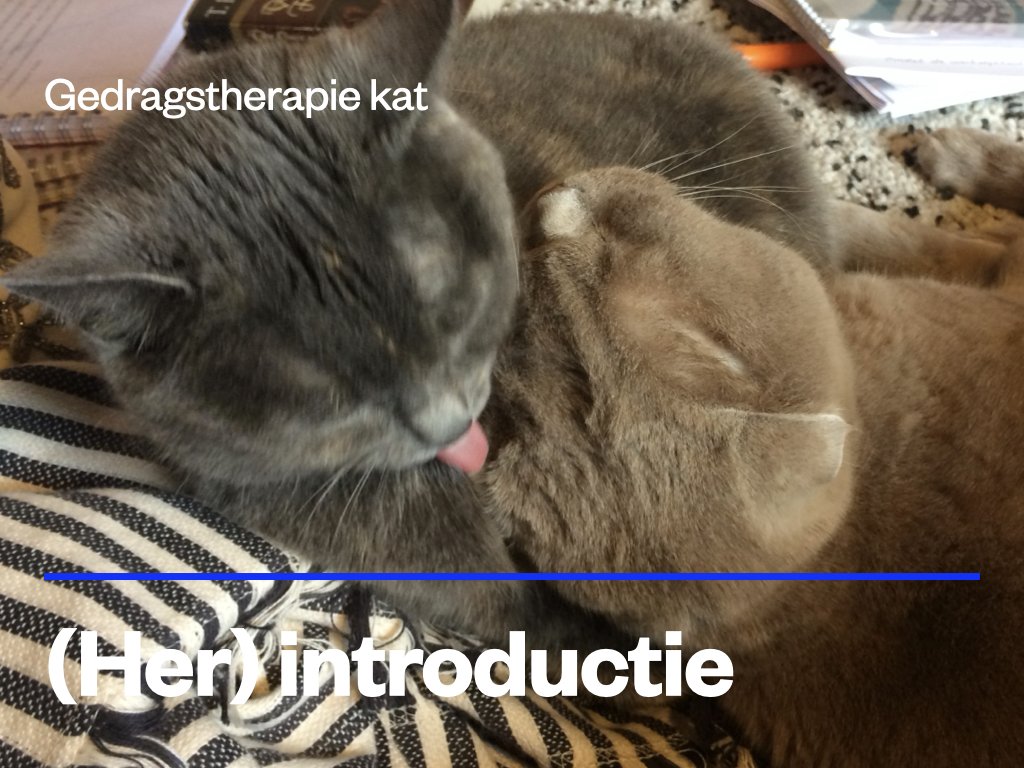 (her)introductie kat.jpeg