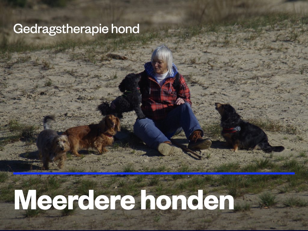 gedragstherapie meerdere honden.jpeg