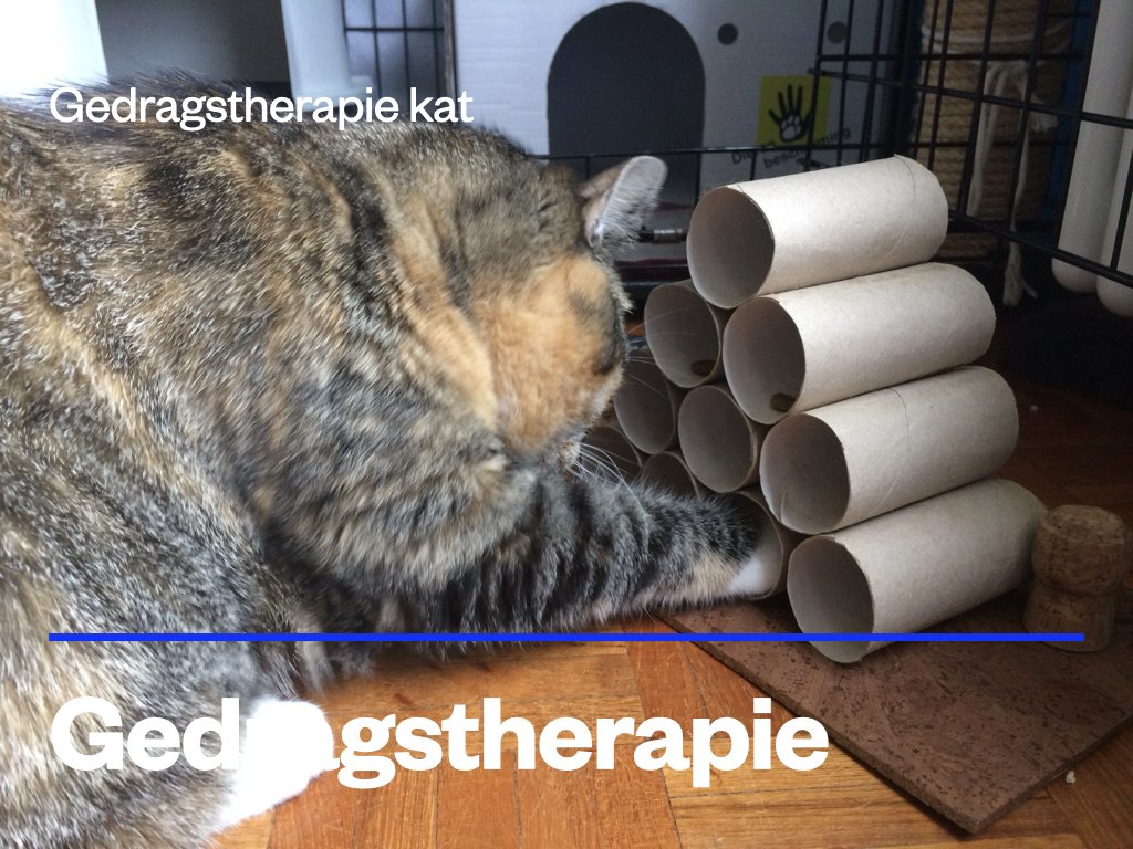 Gedragstherapie kat.jpeg