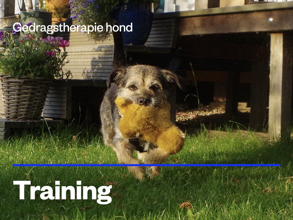 Training hond.jpeg