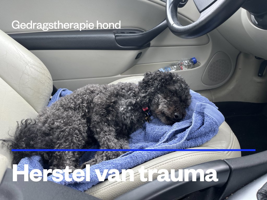 Trauma herstel hond.jpeg