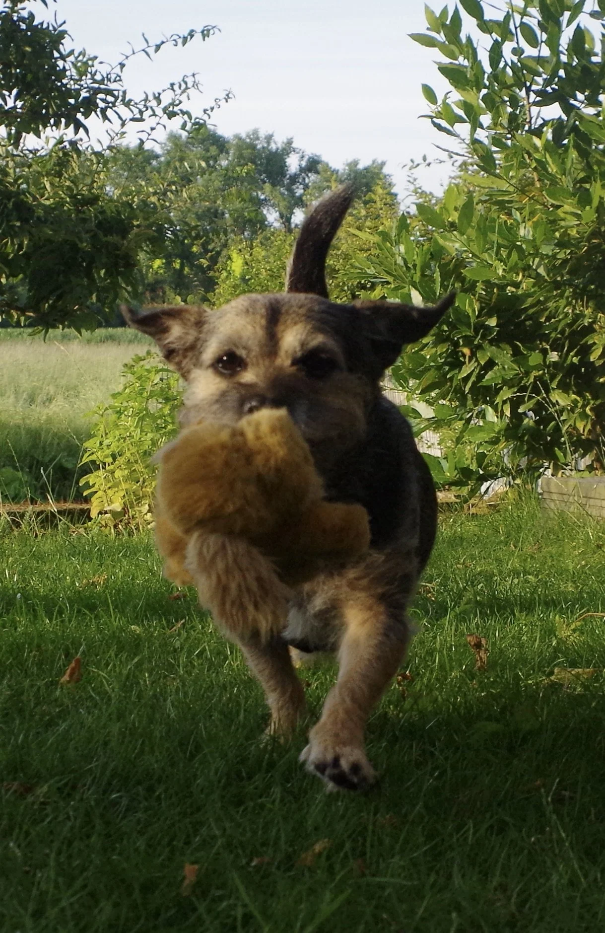als je hond hond iets niet wil afgeven