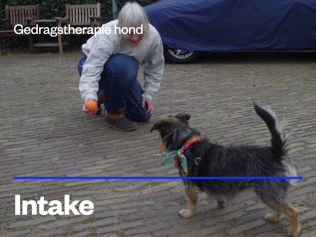 gedragstherapie hond intake.jpeg