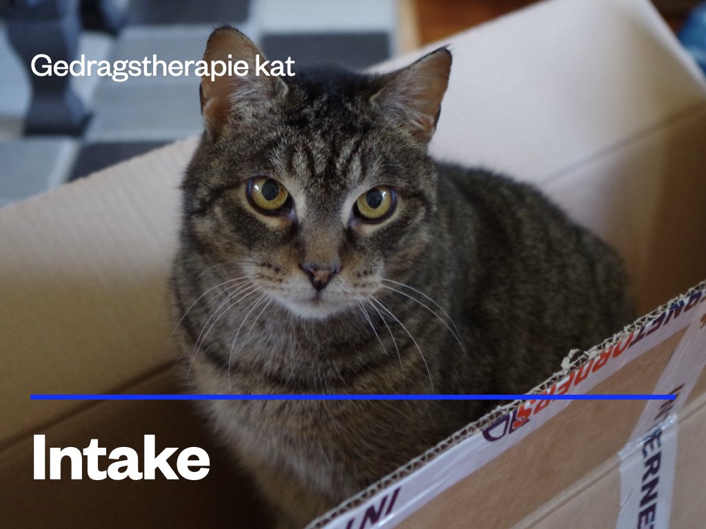 gedragstherapie kat intake.jpeg