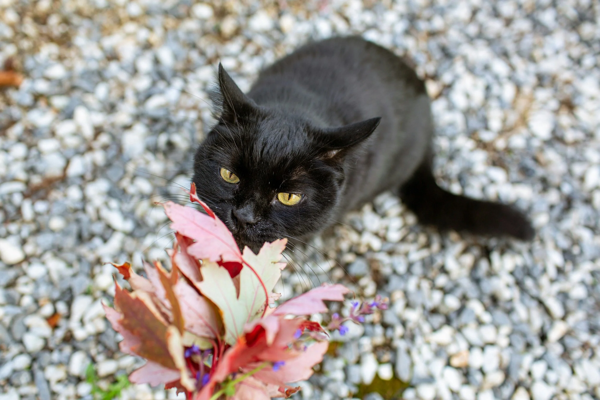 Perfect plants for a pet-friendly garden in SW London