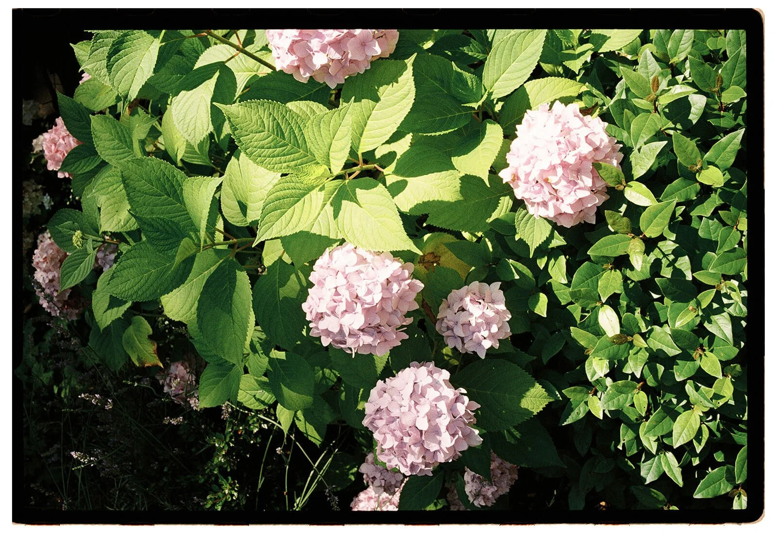 modern wedding photography combining digital and film.jpg