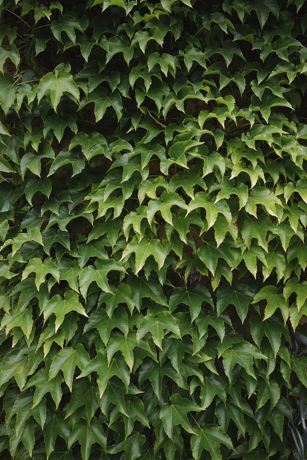 wedding venue exterior during a summer wedding celebration.jpg