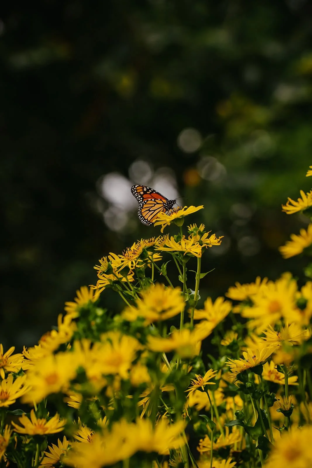 The VoxBox: Landscape + Floral Design