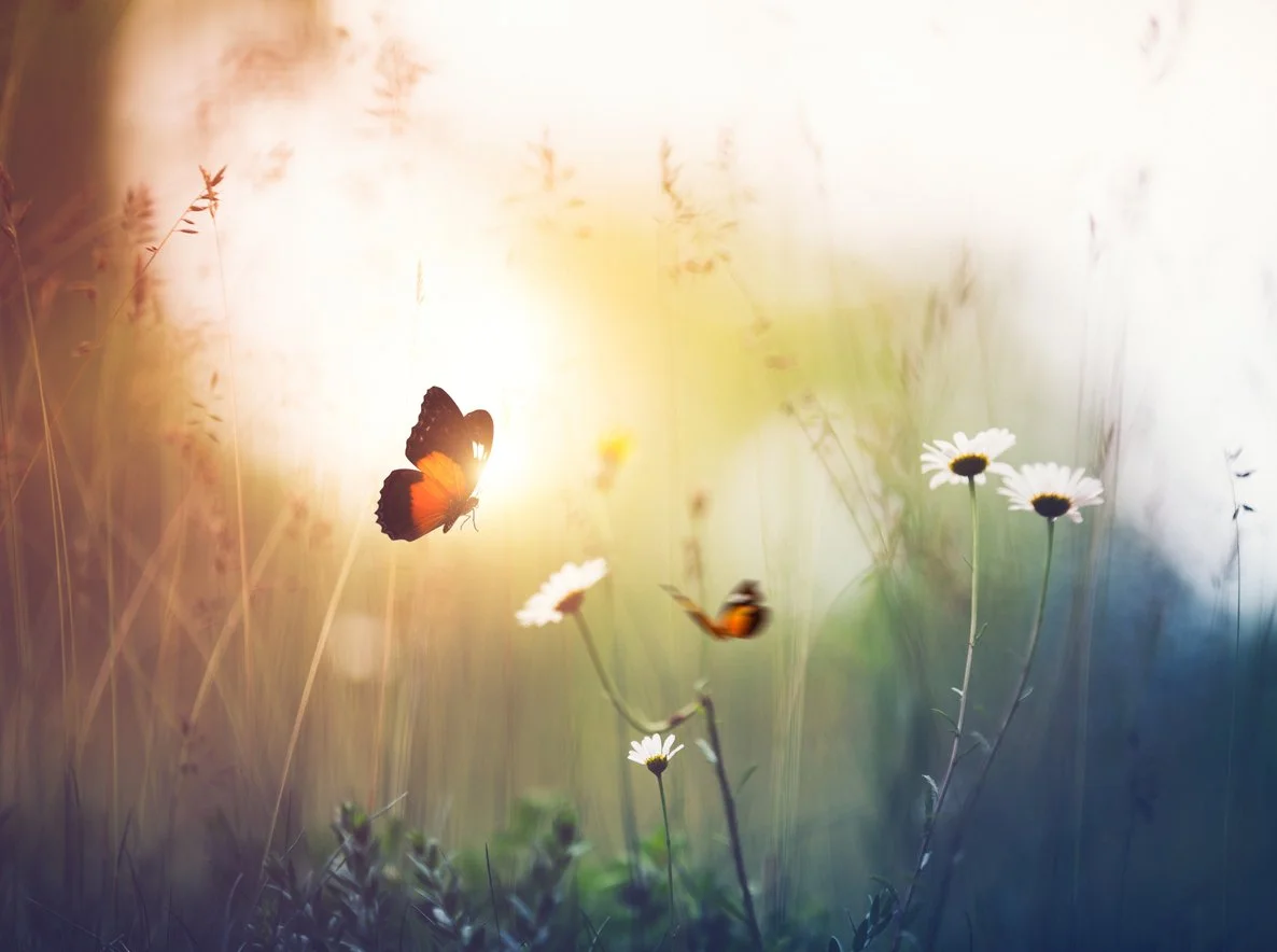 Butterfly and flowers.jpg