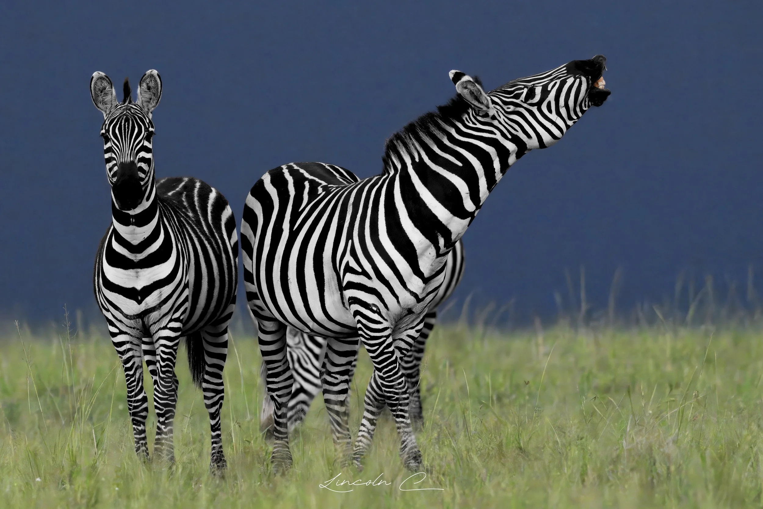 Two Zebra Laughing .jpg