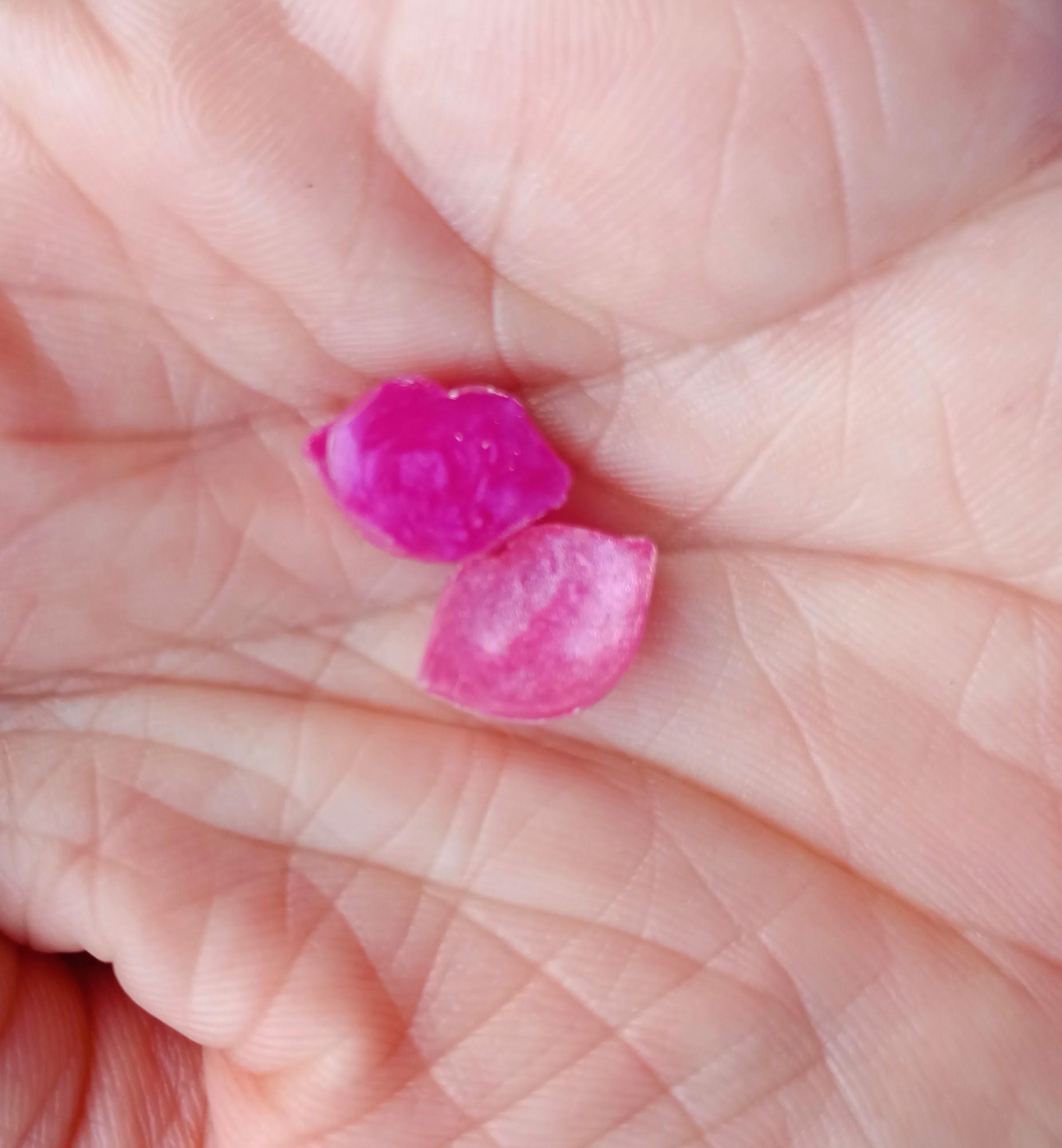Pink and Magenta Difference.jpg