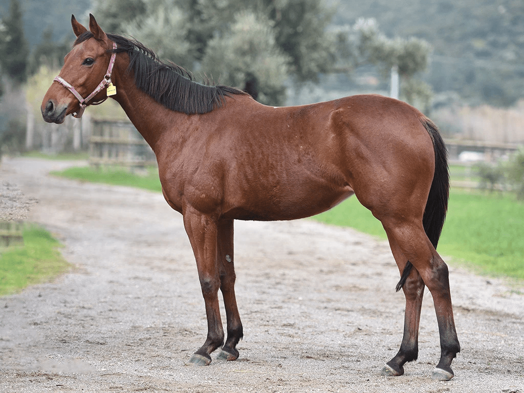 Flaying Cool (TUR) / Kuloğlu (TUR) — Emirsoy Harası