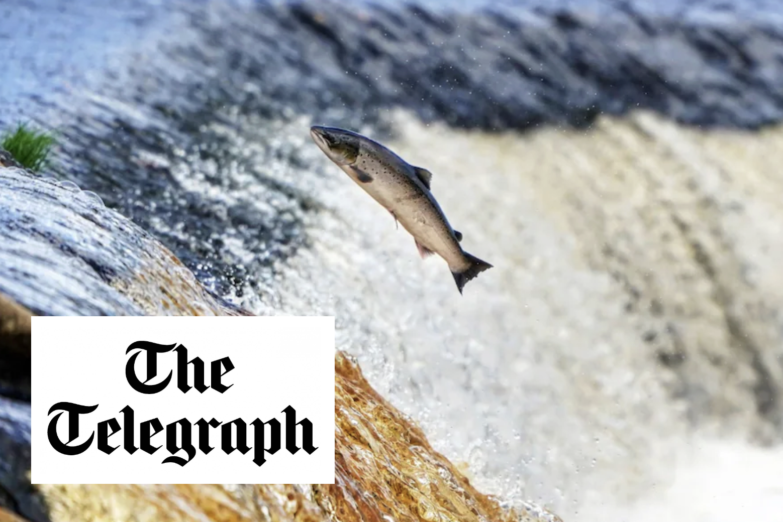  Salmon on cocaine swim twice as far as normal Article by The Telegraph on our study in Current Biology showing impacts of cocaine pollution on salmon populations (Brand et al. 2026).