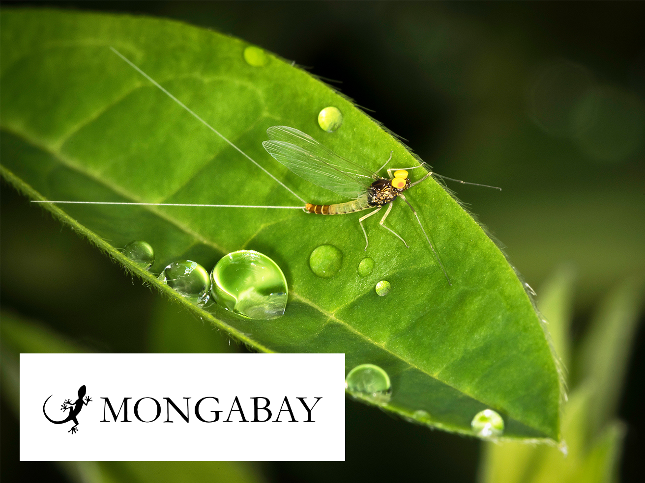 Mongabay article on pharmaceutical accumulation in insects