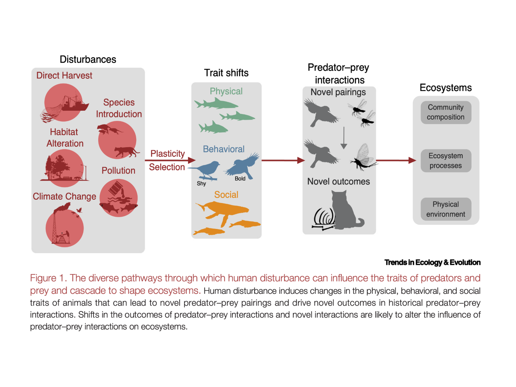 New predator–prey paper in TREE
