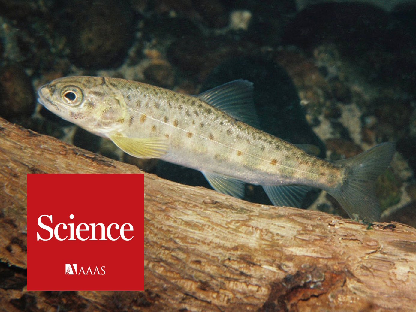 Salmon and cocaine pollution paper covered in the media