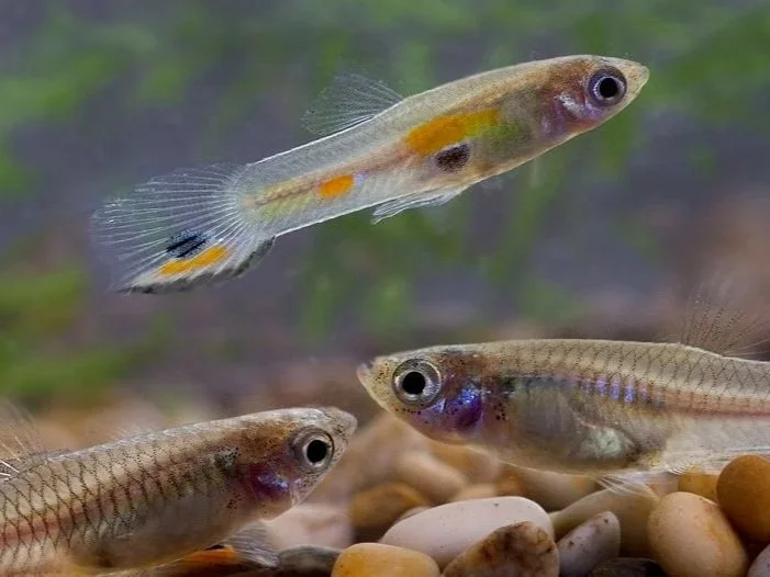 New guppies and pharmaceutical pollution paper out in Behavioral Ecology