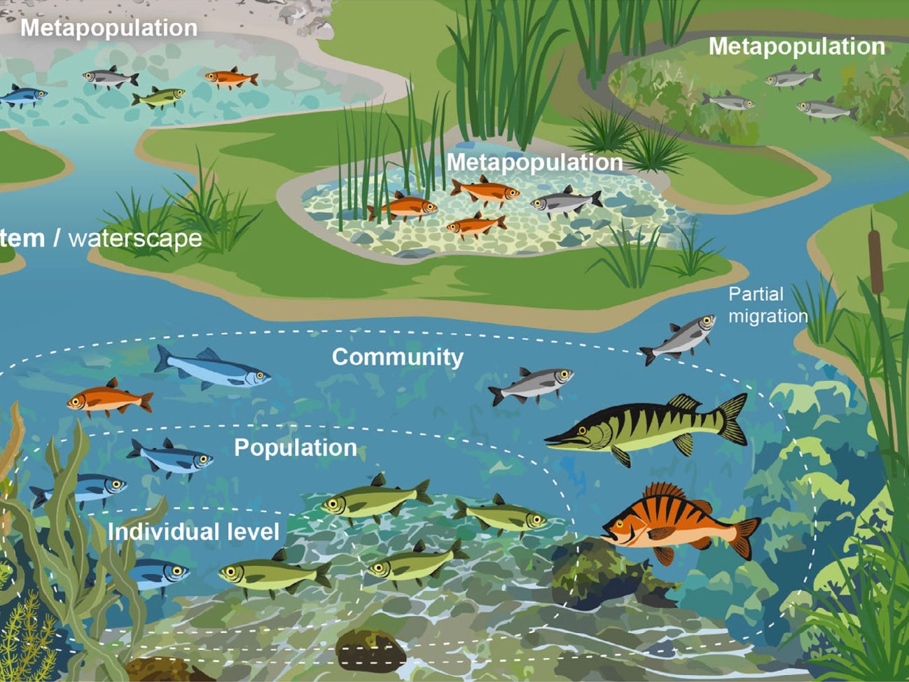 New paper on the behavioural diversity of fishes out in Fish and Fisheries