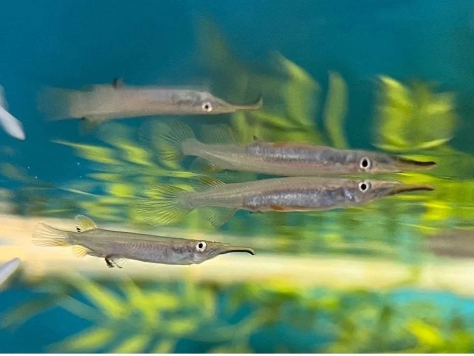 New EDCs and pygmy halfbeak reproduction paper in Behavioral Ecology