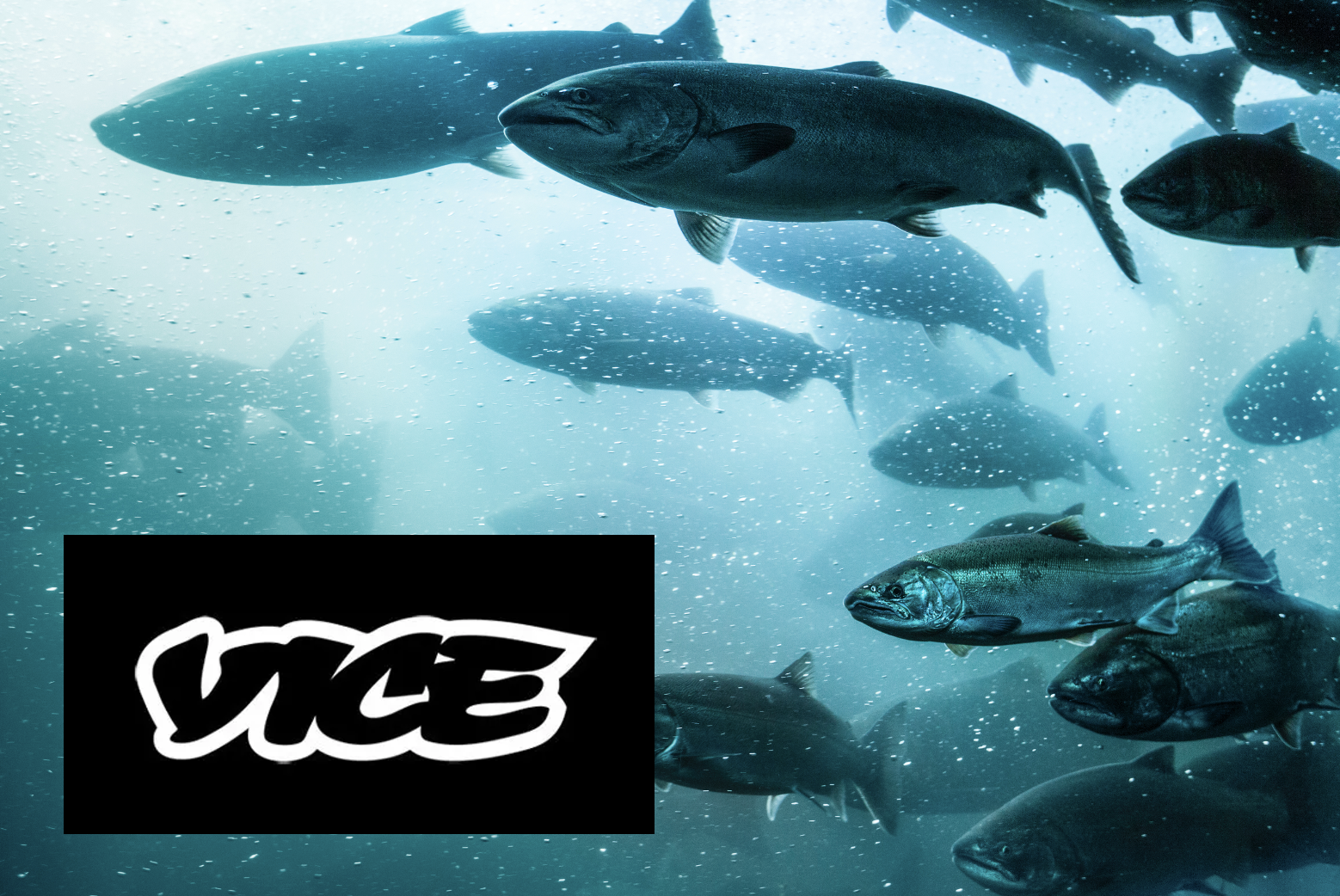 Scientists gave salmon cocaine. The reason why is even crazier Article by Vice on our study in Current Biology showing impacts of cocaine pollution on salmon populations (Brand et al. 2026).