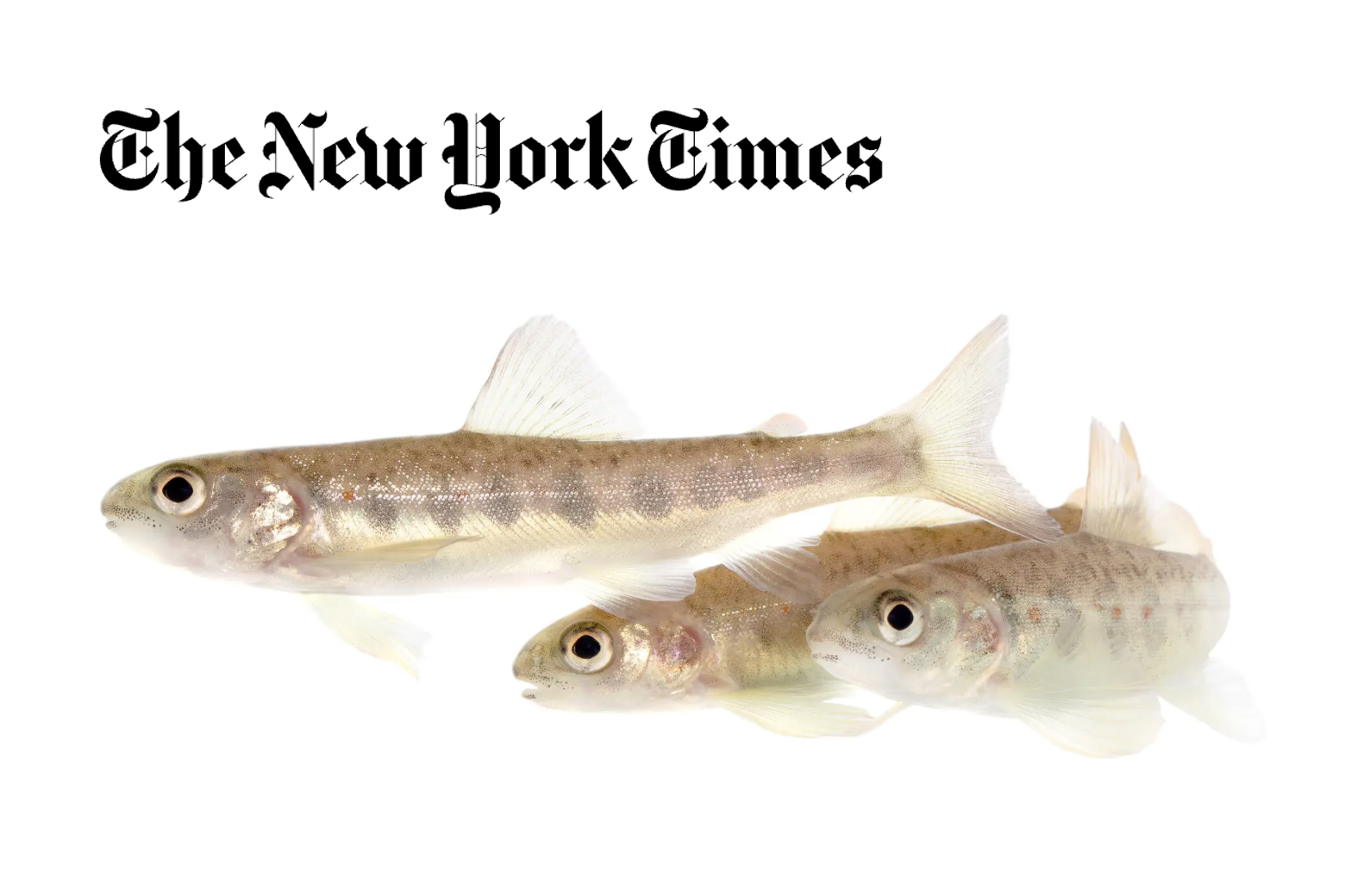  These salmon got high on cocaine. That wasn’t the craziest part Article by The New York Times on our study in Current Biology showing impacts of cocaine pollution on salmon populations (Brand et al. 2026).