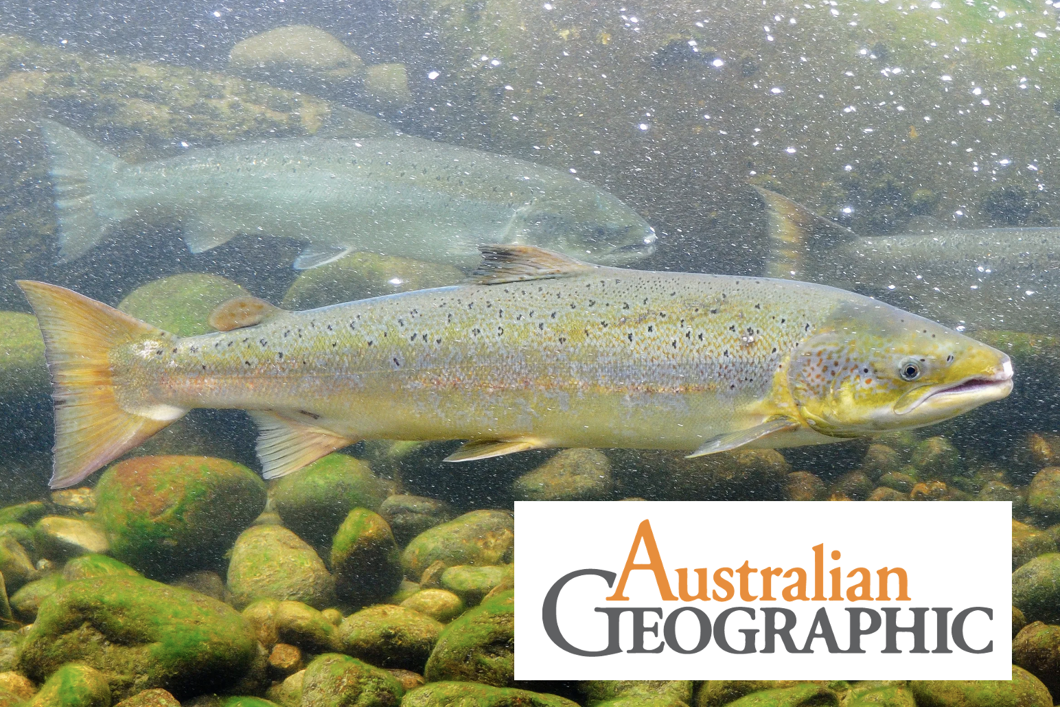  Cocaine‑laced wastewater alters wild salmon behaviour Article by Australian Geographic on our study in Current Biology showing impacts of cocaine pollution on salmon populations (Brand et al. 2026).