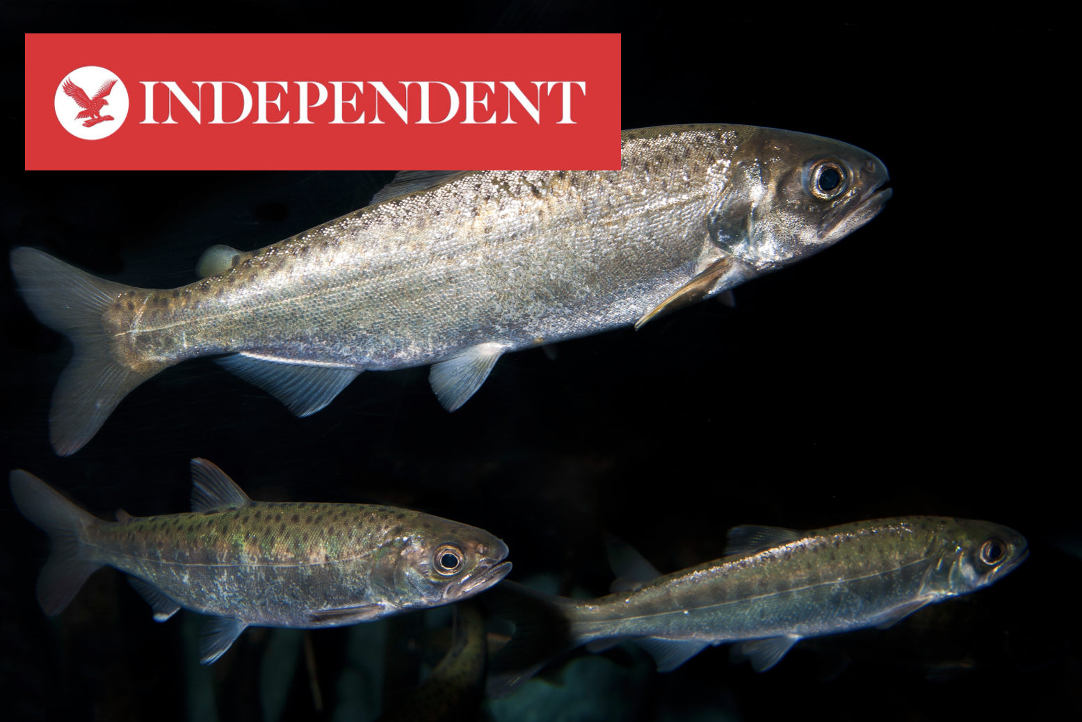  Cocaine entering waterways is having a big effect on behaviour of young salmon Article by The Independent on our study in Current Biology showing impacts of cocaine pollution on salmon populations (Brand et al. 2026).