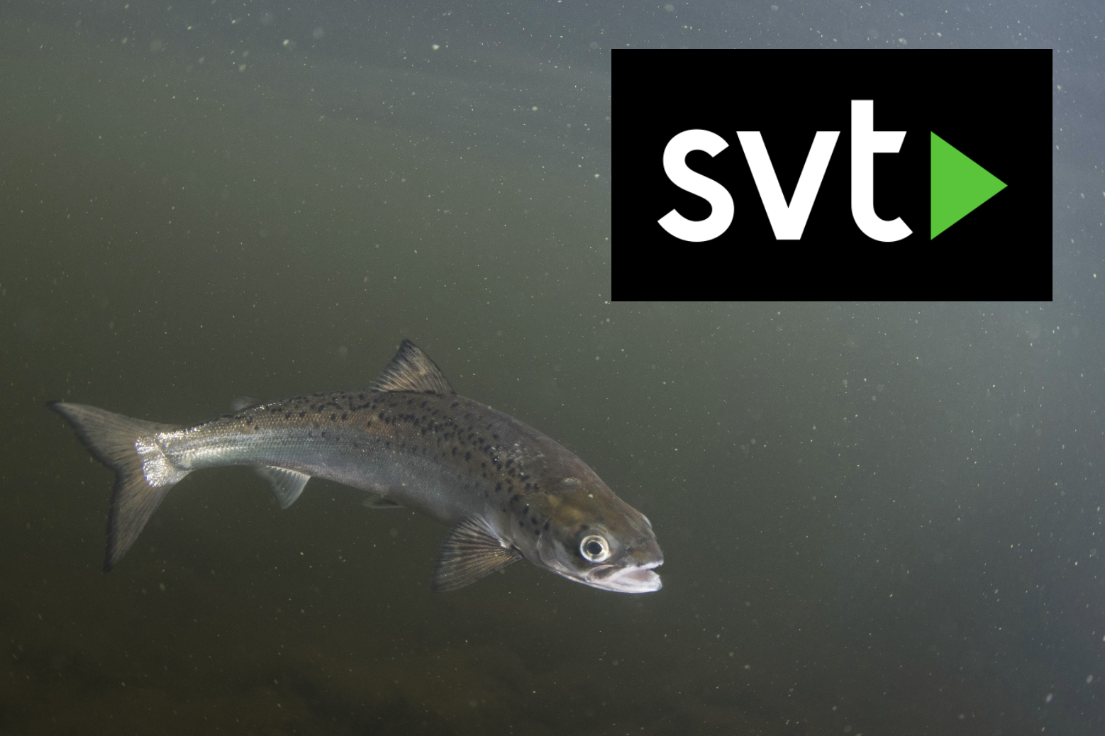  SLU study: Cocaine makes salmon in Lake Vättern swim longer News story by SVT (Sweden) on our study in Current Biology showing impacts of cocaine pollution on salmon populations (Brand et al. 2026).