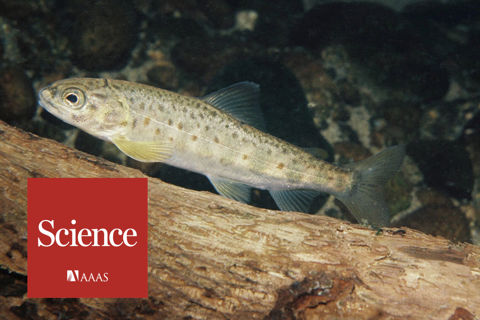  Cocaine pollution gives salmon wanderlust Article by Science on our study in Current Biology showing impacts of cocaine pollution on salmon populations (Brand et al. 2026).