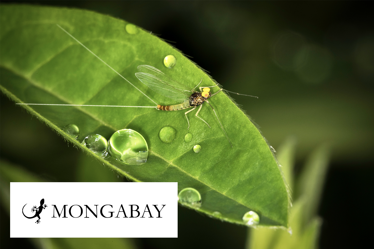  Insects are moving pharmaceutical pollutants from rivers to land; risks unknown Interview with Mongabay on an article by Let et al. (2025) showing bioaccumulation of drugs from treated urban wastewaters in aquatic insect larvae and aerial adults.