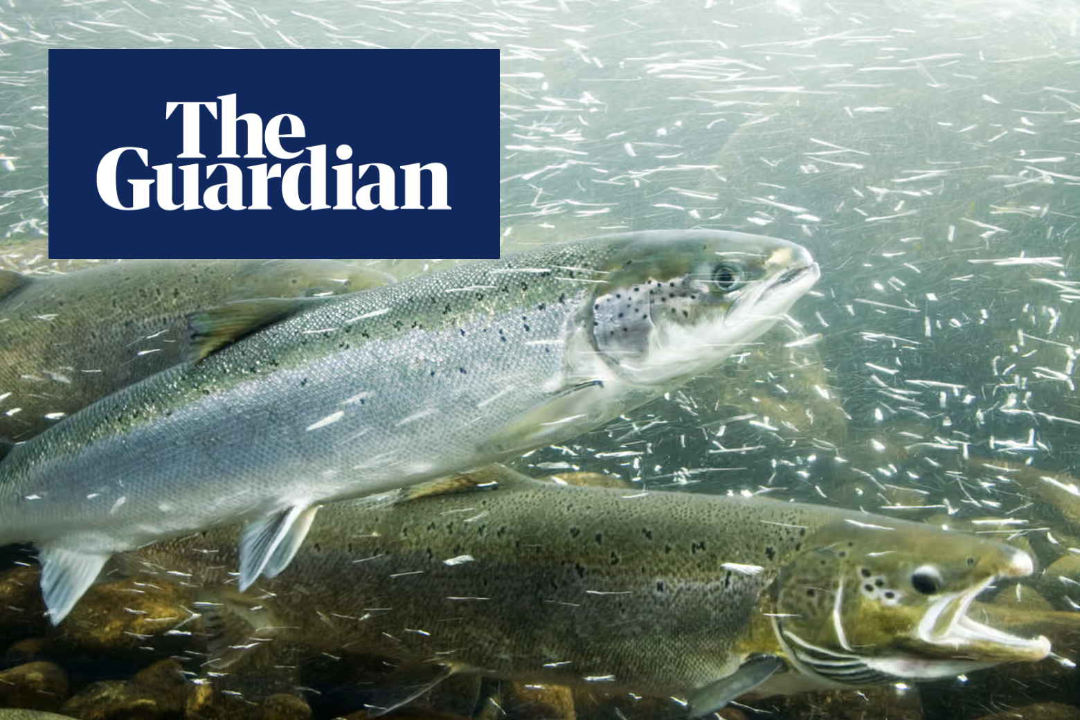  Cocaine pollution in rivers and lakes may disrupt behaviour of salmon, study finds Article by The Guardian on our study in Current Biology showing impacts of cocaine pollution on salmon populations (Brand et al. 2026).