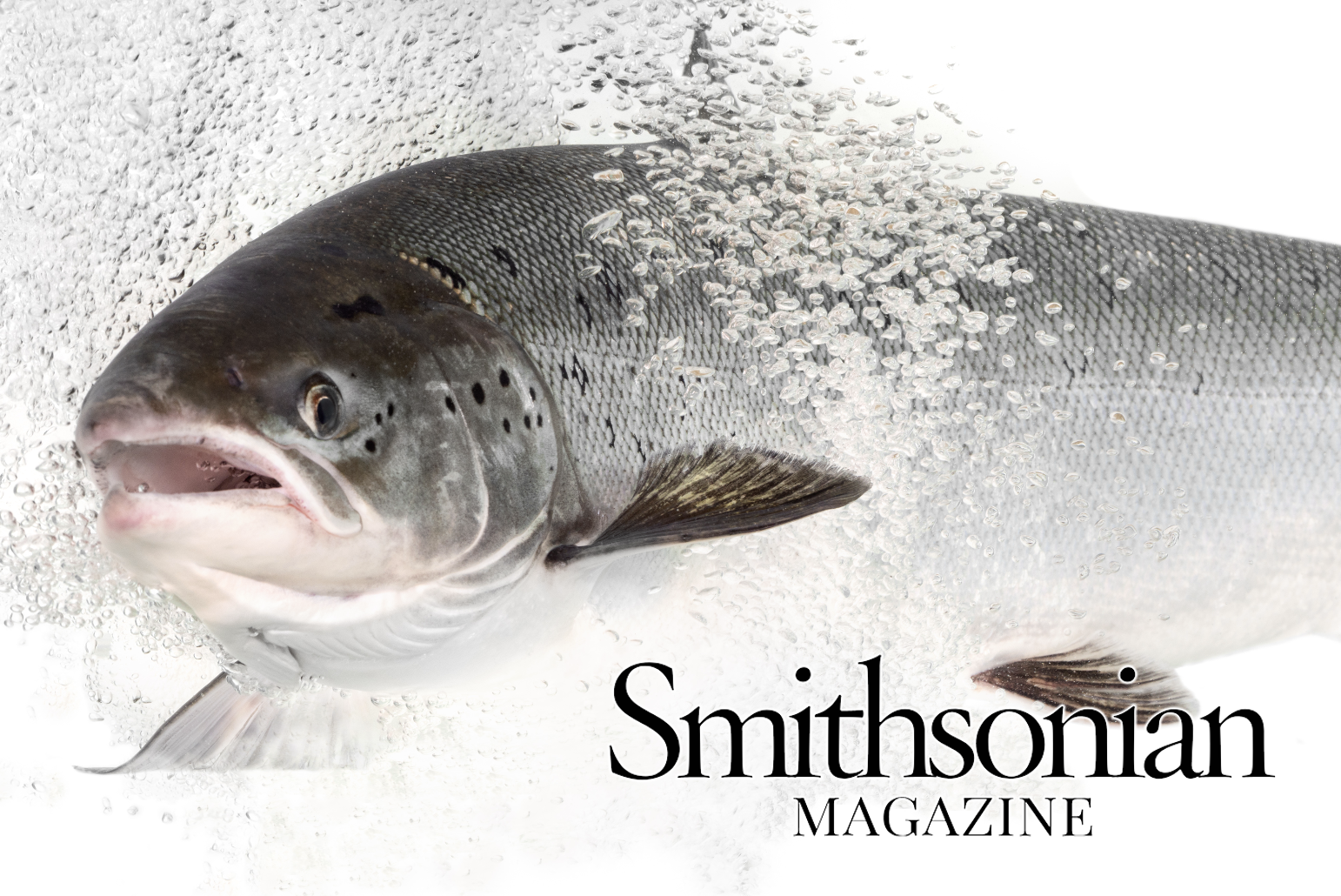  Cocaine pollution seems to make salmon swim faster and farther than usual. Scientists don’t know the long-term consequences Article by The Smithsonian Magazine on our study in Current Biology showing impacts of cocaine pollution on salmon population