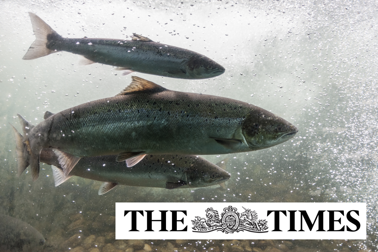  How cocaine pollution is pushing wild salmon past their limits Article by The Times on our study in Current Biology showing impacts of cocaine pollution on salmon populations (Brand et al. 2026).
