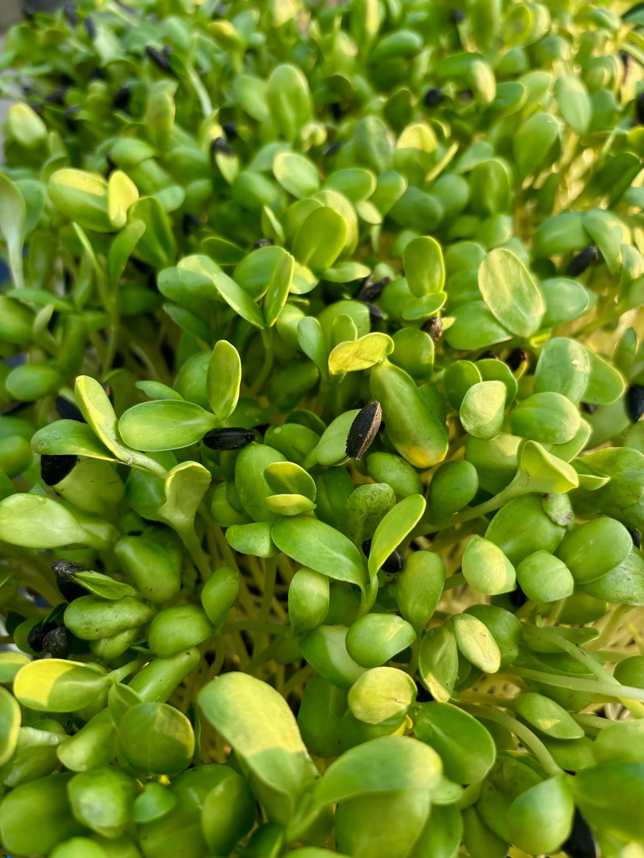Sunflower Micrgreens
