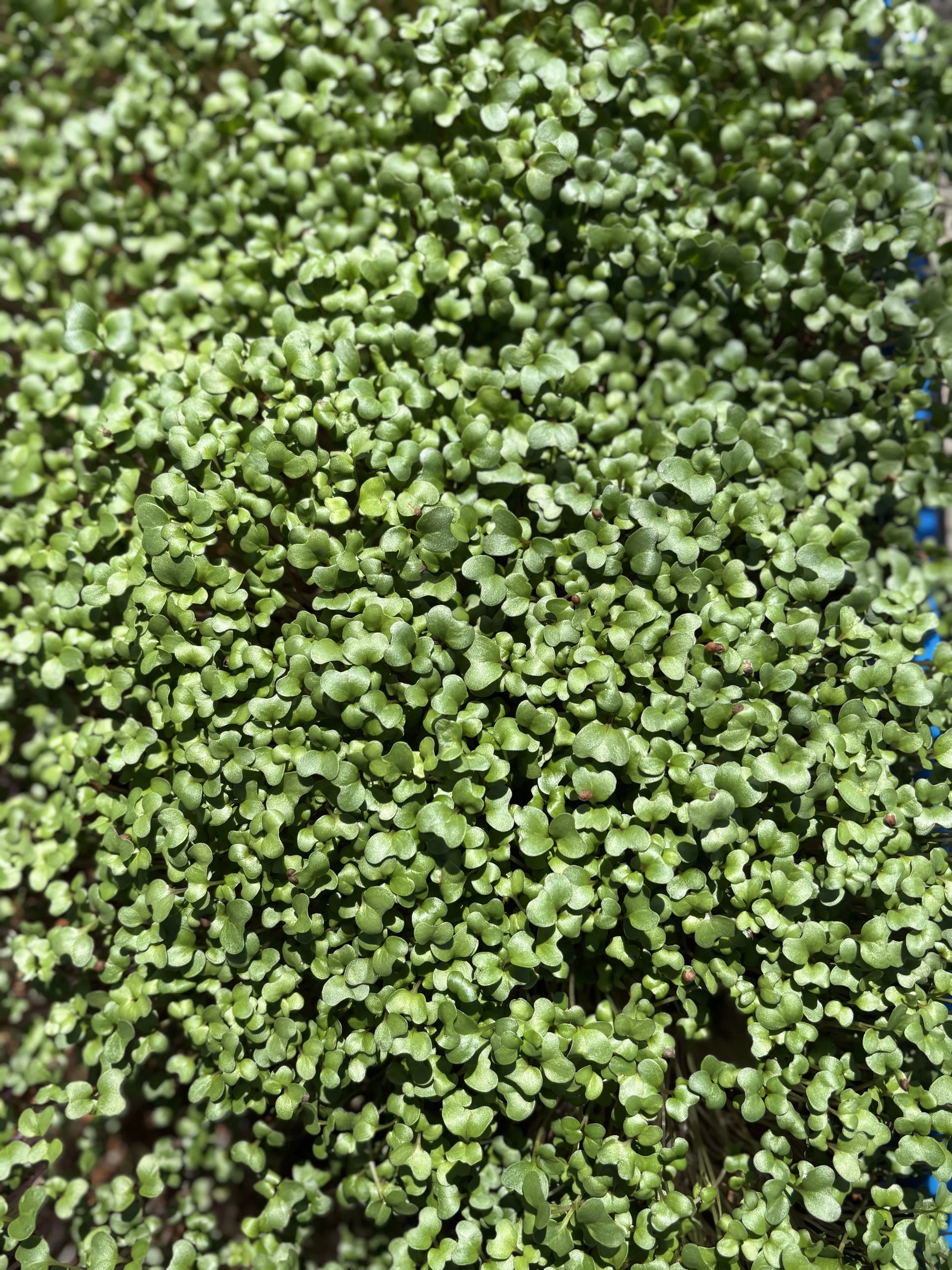 Broccoli Microgreens