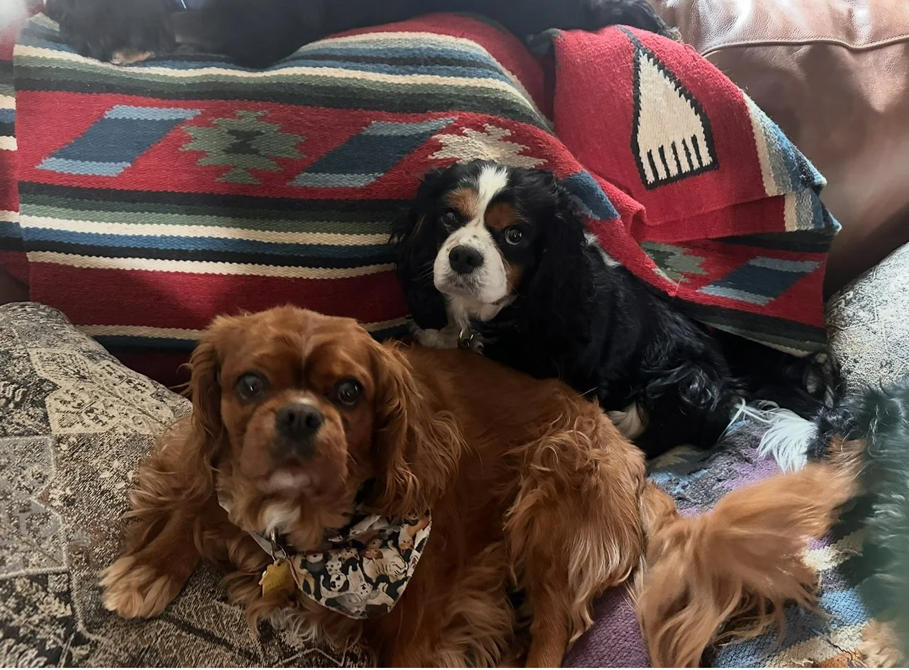 ICRT Animal Reiki 1 & 2 – $545
