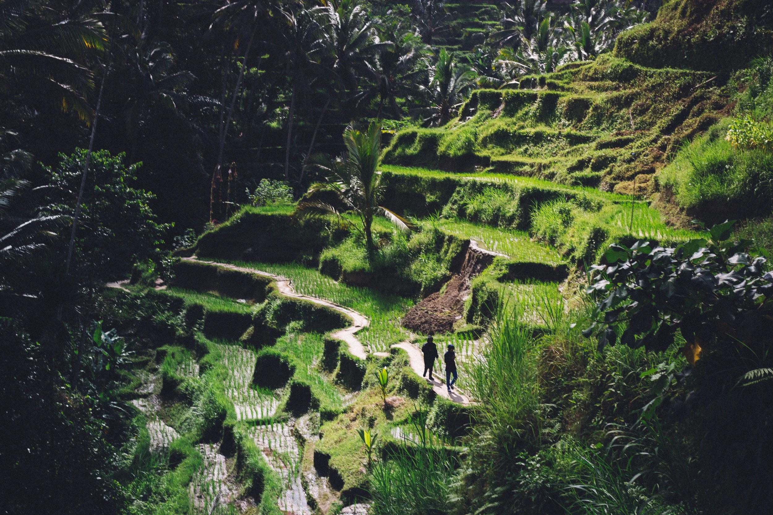 Two people walking along a narrow path through lush, green terraced rice paddies on a hillside surrounded by dense tropical forest.