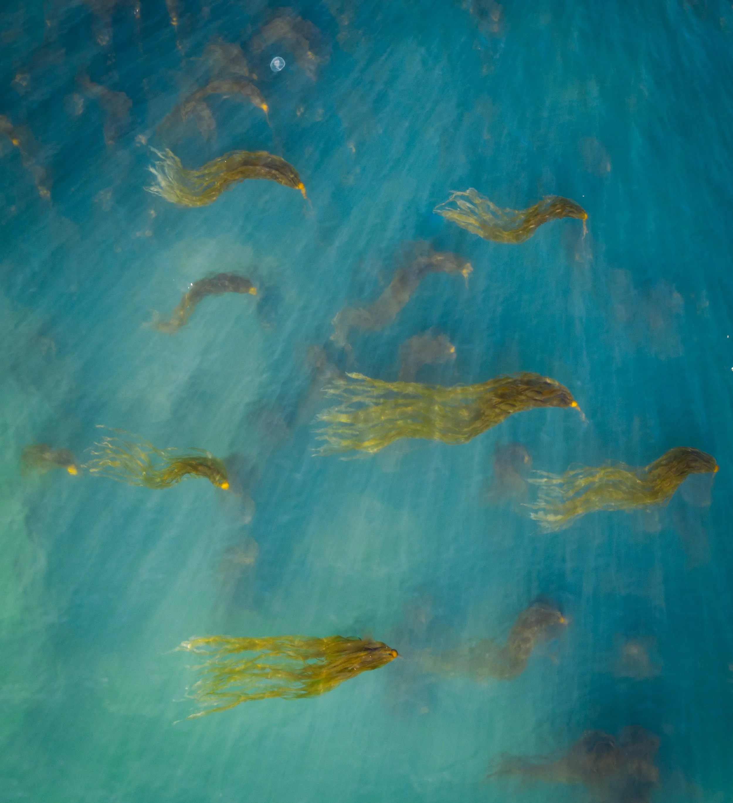 School of yellow fish swimming in blue water with sunlight rays.
