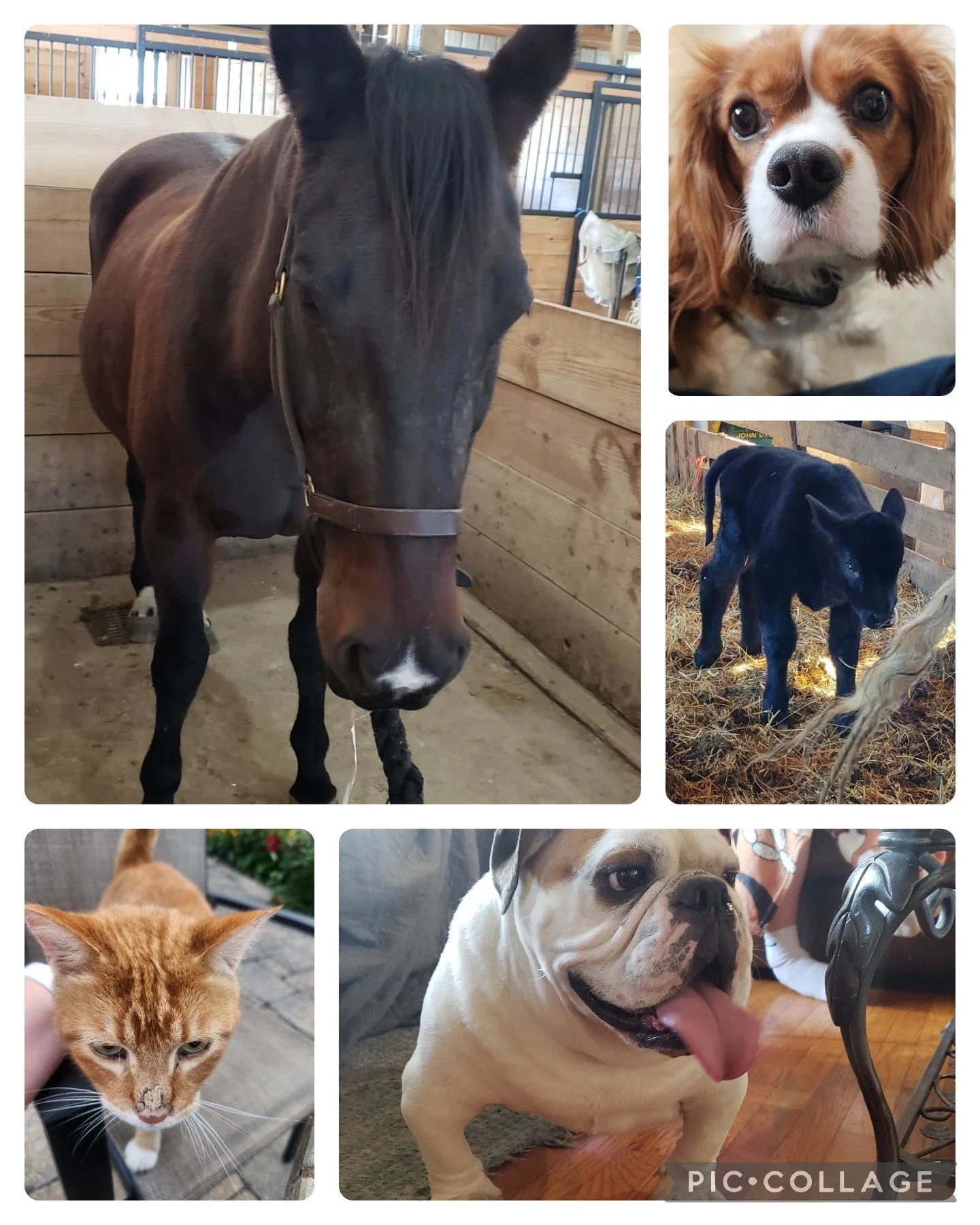 What Is Animal Chiropractic? Benefits, Signs Your Pet Needs It, and What to Expect