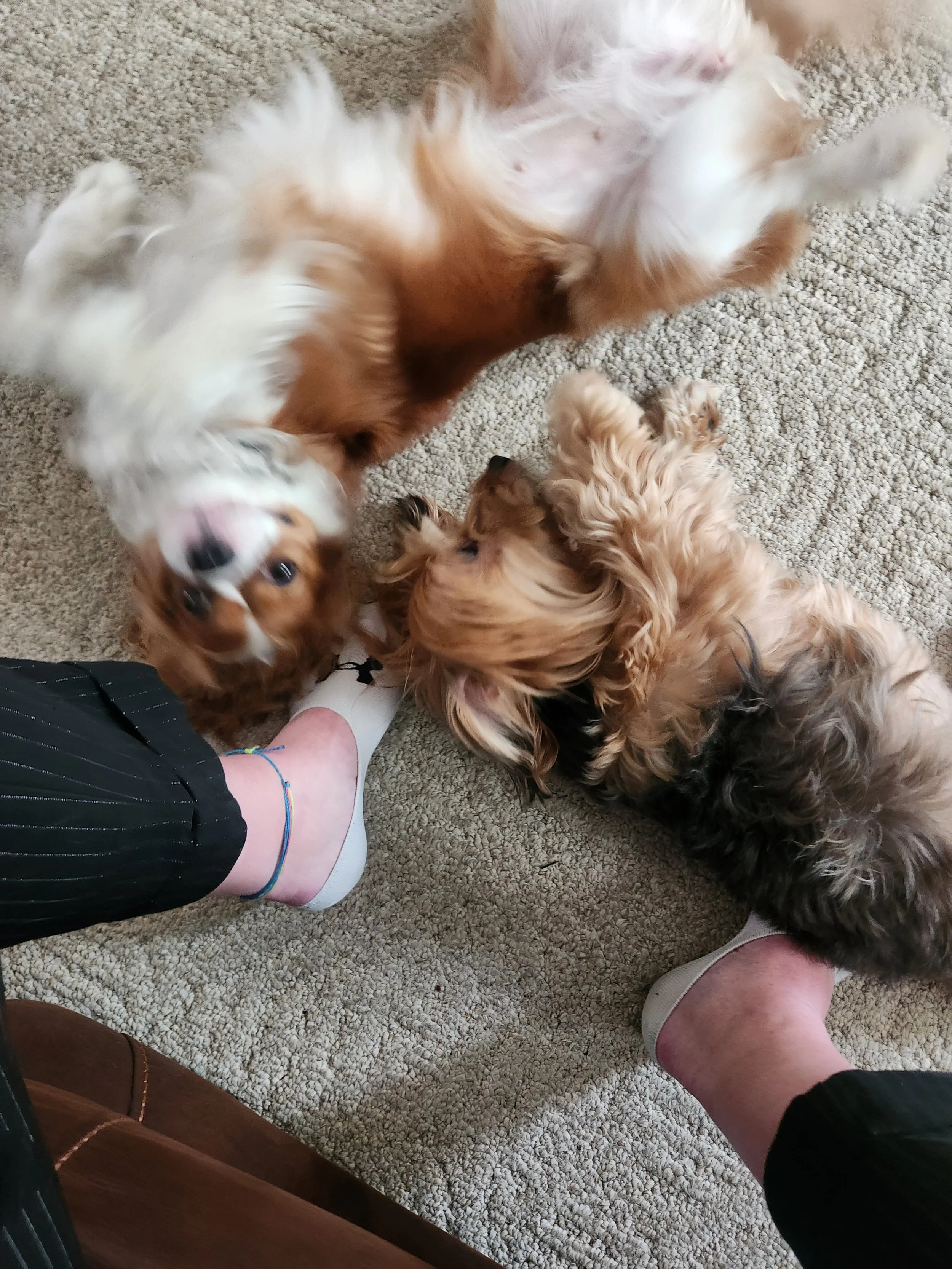 5 Signs Your Dog Needs a Chiropractor