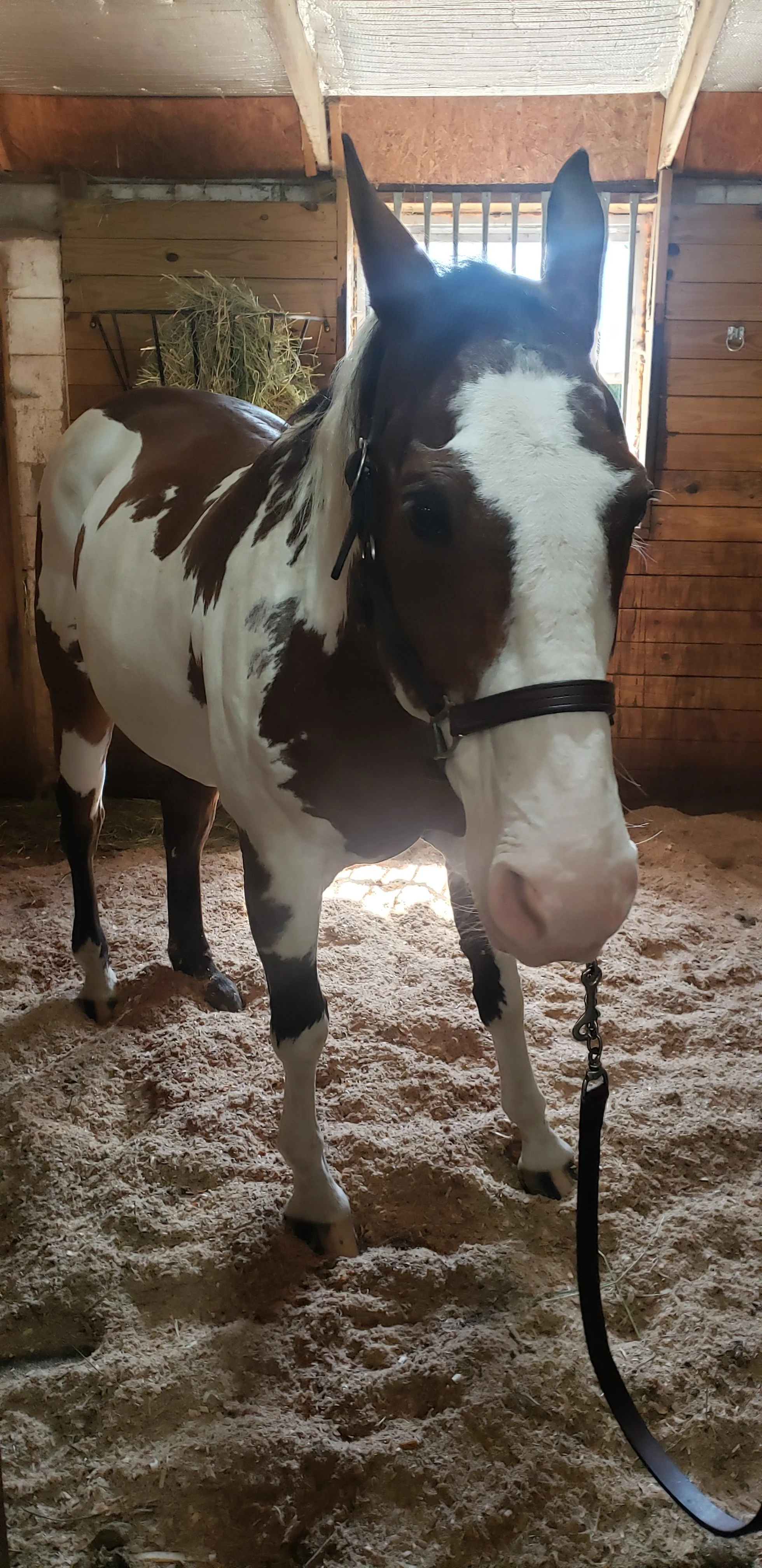 Does My Horse Need Chiropractic Care? Signs to Watch For