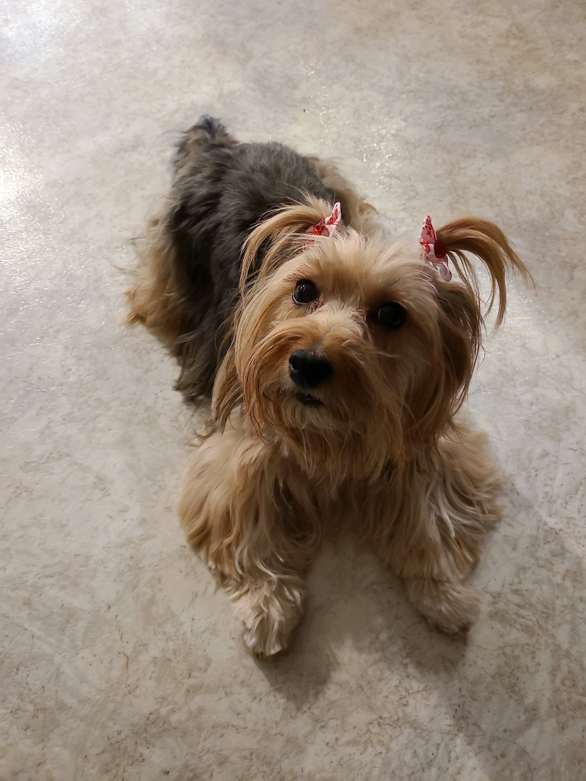 Common Movement Patterns I Observe in Dogs During Chiropractic Evaluation