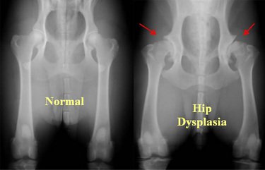How Dogs With Hip Dysplasia Commonly Compensate in Movement